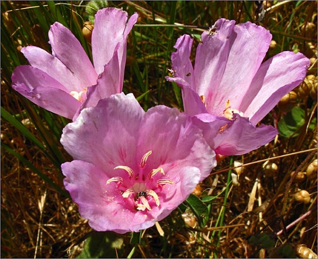 sm 543 Farewell To Spring.jpg - Farewell To Spring (Clarkia amoena): This native was about 1 ½ “ across.